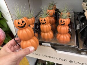Halloween plants img 3863