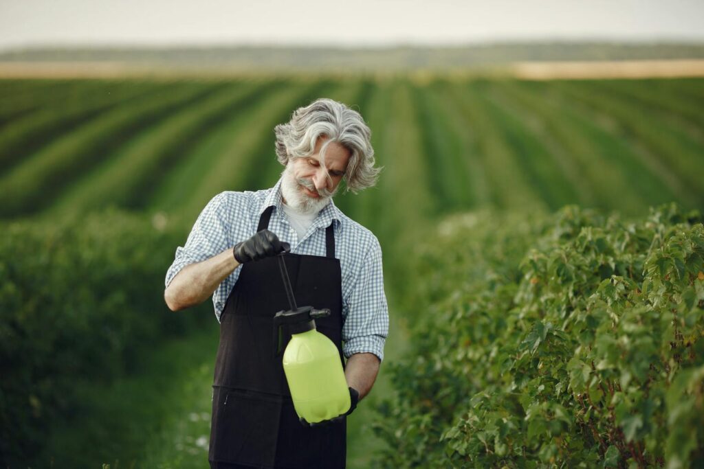 A senior gardener with gray hair and beard working in a green orchard using a sprayer.