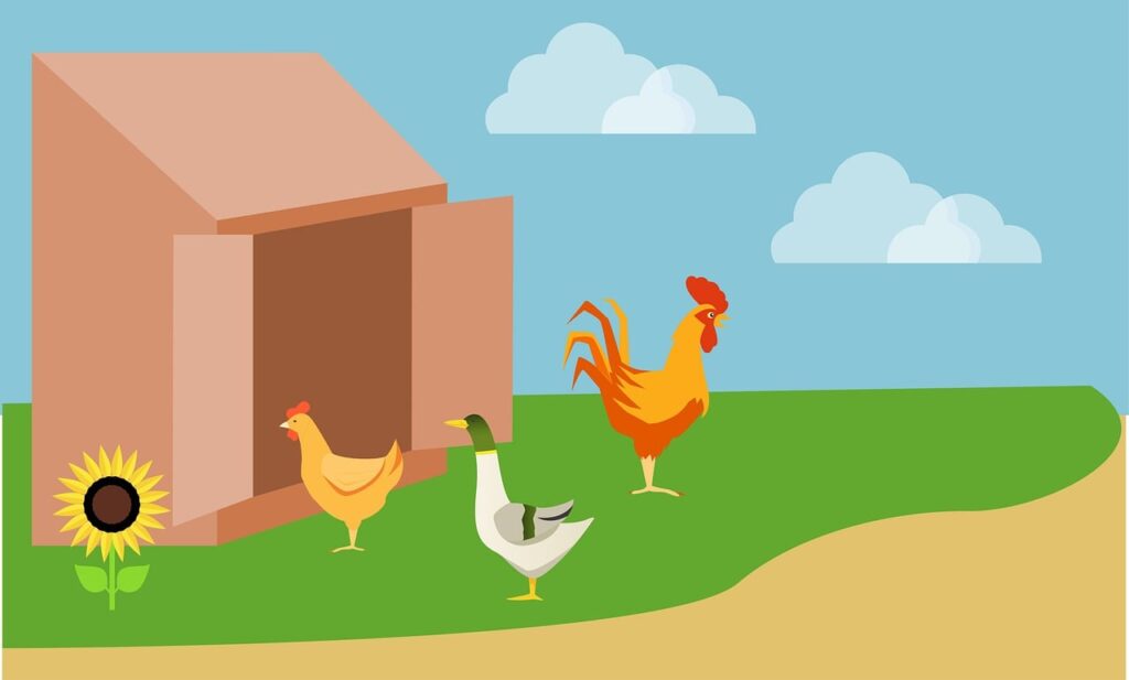 hen, rooster, chicken, bird, coop, farm, poultry, animal, beak, feathers, plumage, comb, nature, livestock, barn