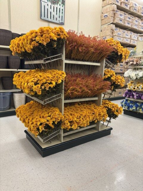 fall 2026 IMG