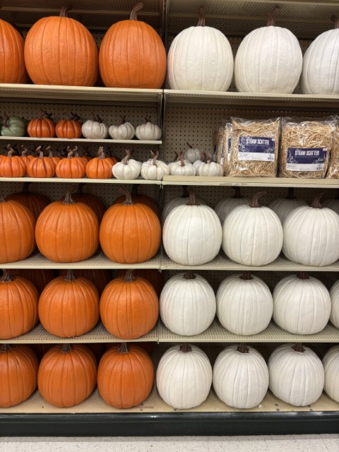 Fall 2026 IMG