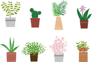 potted plant, flower, plant, vase, beautiful flowers, flower background, garden, nature, flower wallpaper, leaf, interior, petal