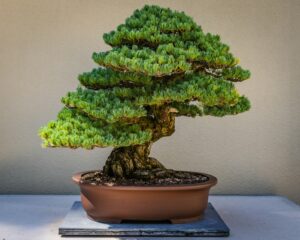 bonsai green plant on brown clay pot