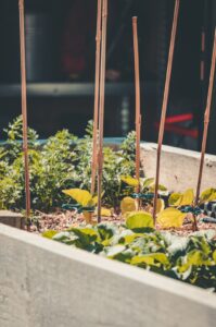 Raised garden farbsynthese self cultivation